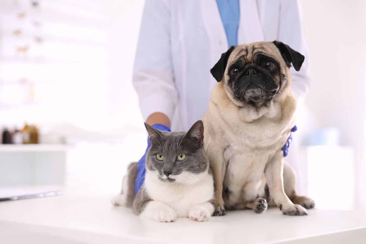 La vacuna de la rabia se debe aplicar en gatos y perros a partir de los cuatro meses de edad y luego revacunar anualmente.