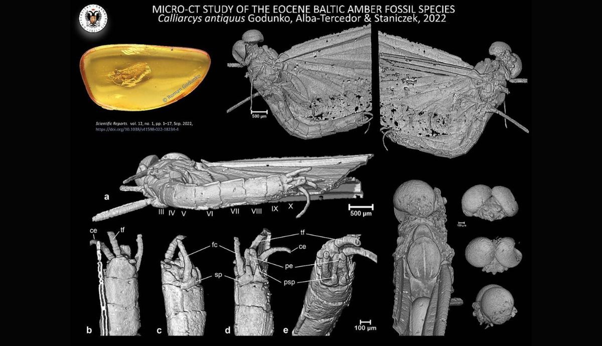 Imagen microtomográfica del insecto descubierto.