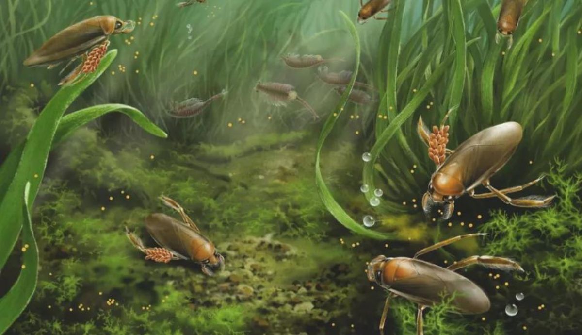 Las chinches de agua del período Jurásico llevaban sus huevos en una pata hasta que eclosionaban.