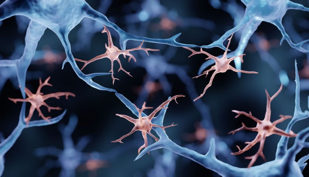 Las células gliales juegan un papel fundamental en el mantenimiento de la salud de las neuronas. Las células gliales juegan un papel fundamental en el mantenimiento de la salud de las neuronas.