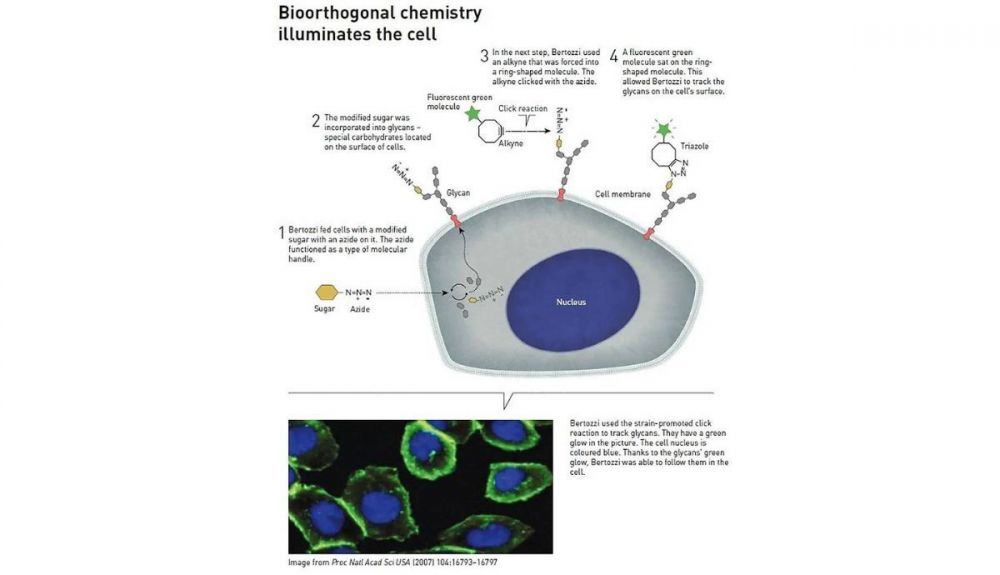 La química bioortogonal ayuda a investigar la célula. (2) La química bioortogonal ayuda a investigar la célula. (2)
