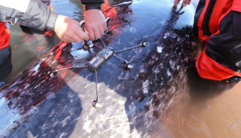 Colocación de un transmisor, conectado por satélite a un narval capturado en Scoresby Sound, este de Groenlandia.