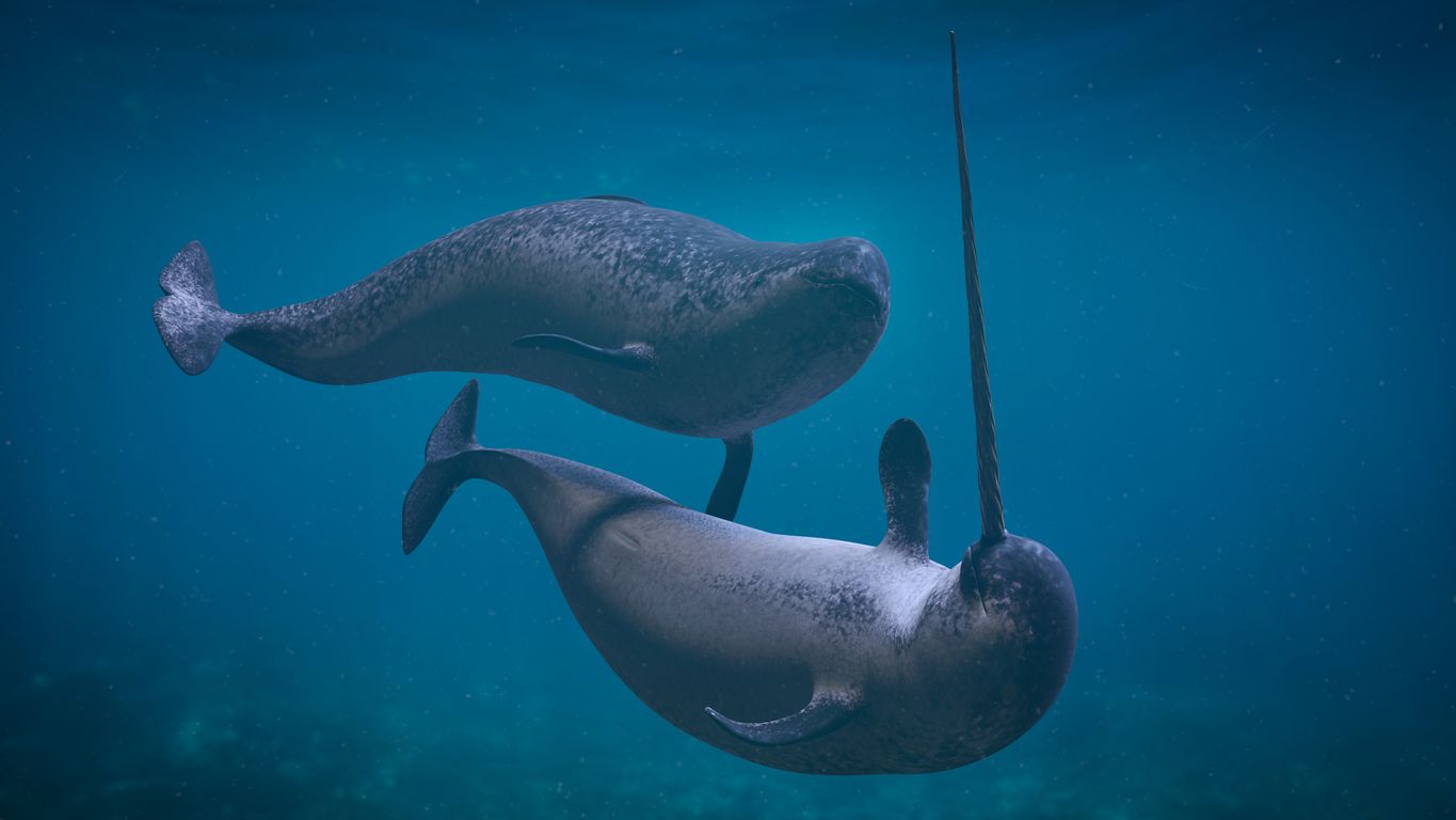 Los narvales son mamíferos marinos enigmáticos.