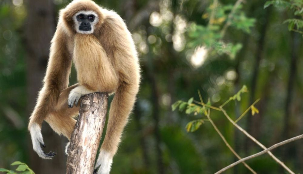 Los dientes y la parte inferior de la cara de Yuanmoupithecus son muy similares a los de los gibones de hoy en día.