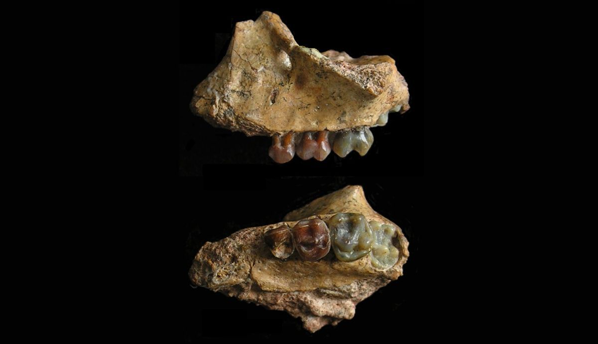 Usando el tamaño de los dientes molares como guía, los científicos estiman que Yuanmoupithecus era similar en tamaño al gibón actual.