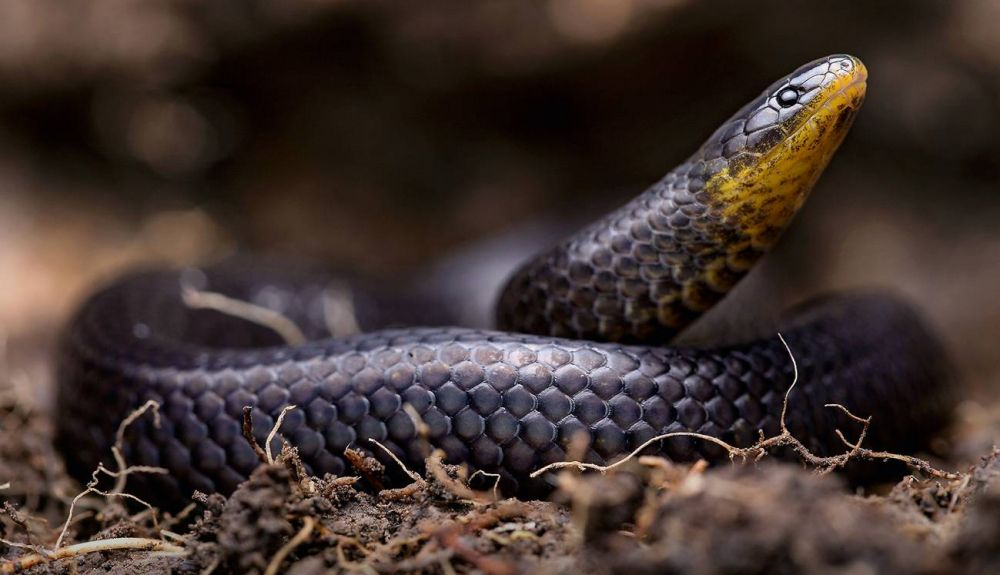 'Atractus michaelsabini' fue encontrada escondida junto a una iglesia en la localidad andina de Guanazán, provincia de El Oro, Ecuador. 'Atractus michaelsabini' fue encontrada escondida junto a una iglesia en la localidad andina de Guanazán, provincia de El Oro, Ecuador.