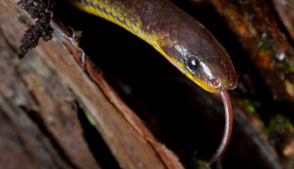 'Atractus zgap' fue encontrada en un huerto de una pequeña escuela en la localidad andina El Chaco, Ecuador. 'Atractus zgap' fue encontrada en un huerto de una pequeña escuela en la localidad andina El Chaco, Ecuador.