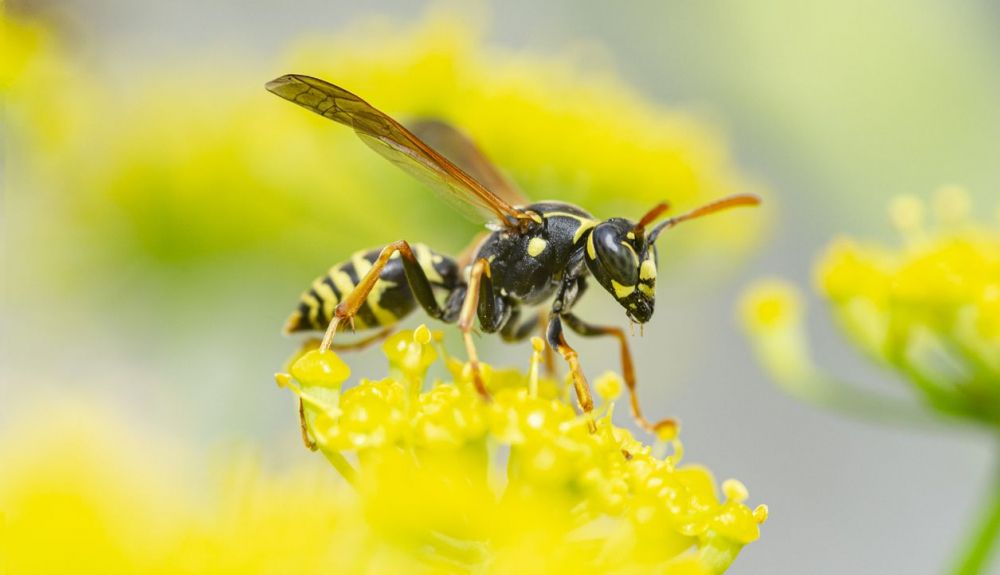 Los investigadores encontraron evidencias de avispas que visitan 960 especies de plantas. Los investigadores encontraron evidencias de avispas que visitan 960 especies de plantas.