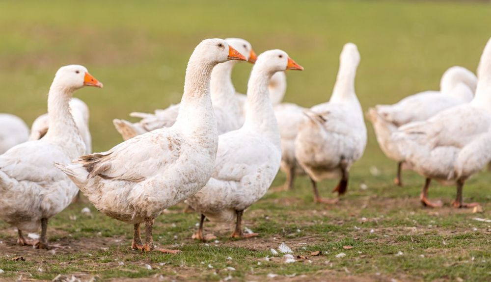 El reservorio ancestral de todos los virus influenza tipo A son las aves acuáticas, como los gansos. El reservorio ancestral de todos los virus influenza tipo A son las aves acuáticas, como los gansos.