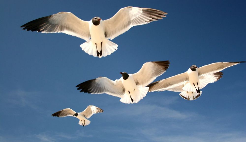 La persistencia observada del virus H5N1 en aves silvestres indica que puede haberse vuelto endé La persistencia observada del virus H5N1 en aves silvestres indica que puede haberse vuelto endé