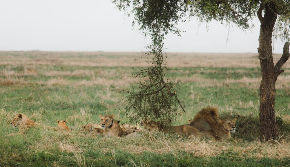 Familia de Leones relajándose bajo el árbol en el Parque Nacional del Serengeti, Tanzania Familia de Leones relajándose bajo el árbol en el Parque Nacional del Serengeti, Tanzania