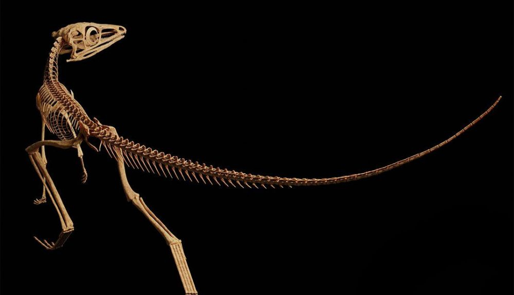 Una reconstrucción esquelética tridimensional de Scleromochlus taylori