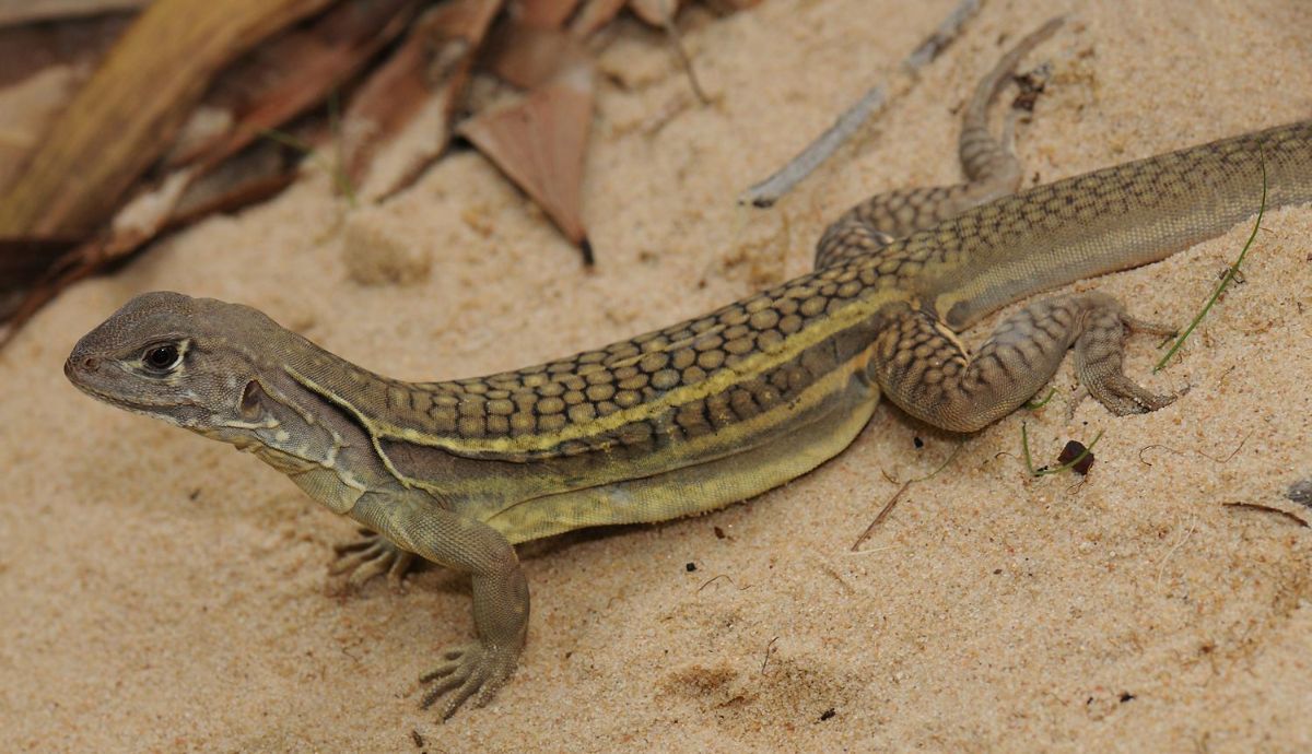 Lagarto de Vietnam muy amenazado que se reproduce por partogénesis.