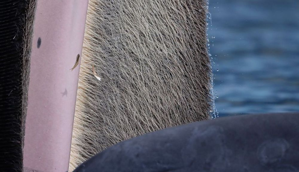 Katanyou Wuttichaitanakormuestra una ballena de Bryde en el Alto Golfo de Tailandia. Katanyou Wuttichaitanakormuestra una ballena de Bryde en el Alto Golfo de Tailandia.
