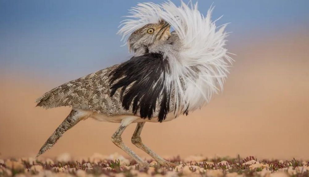 Un macho de hubara canario levanta su penacho para realizar impresionantes exhibiciones de cortejo. José Juan Hernández Martínez lo llamó Puff perfect. Un macho de hubara canario levanta su penacho para realizar impresionantes exhibiciones de cortejo. José Juan Hernández Martínez lo llamó Puff perfect.