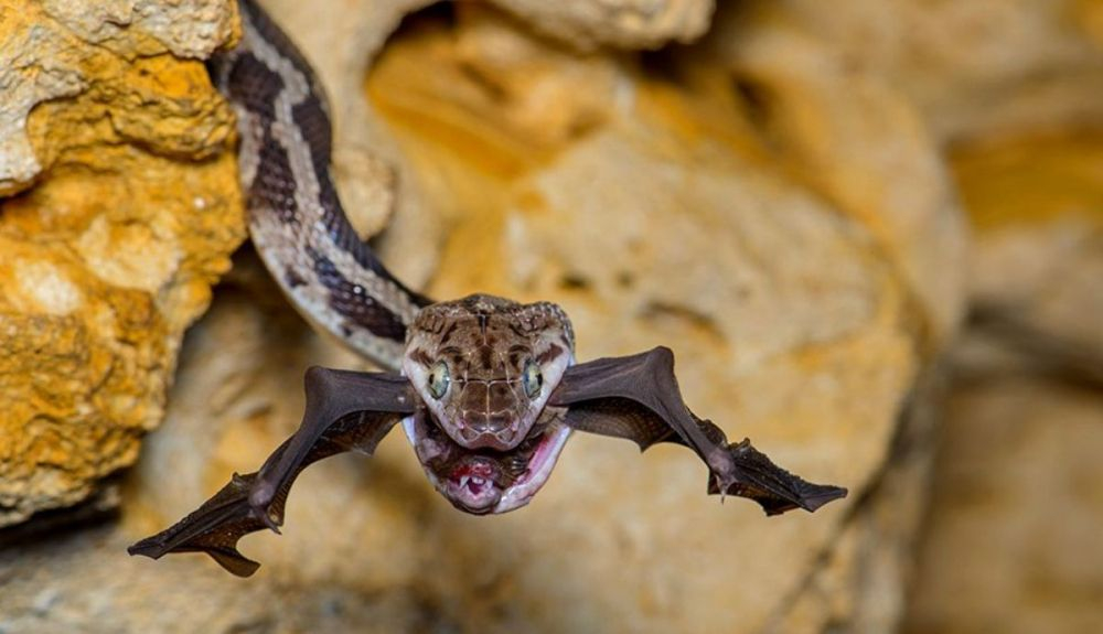 Esta fotografía muestra el momento en que una serpiente rata de Yucatán atrapa a un murciélago en Kantemo, Quintana Roo, México. Esta fotografía muestra el momento en que una serpiente rata de Yucatán atrapa a un murciélago en Kantemo, Quintana Roo, México.