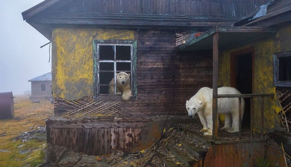 La casa de los osos, de Dmitry Kokh, muestra una escena inquietante de osos polares en un asentamiento abandonado en la isla Kolyuchin, en Rusia. La casa de los osos, de Dmitry Kokh, muestra una escena inquietante de osos polares en un asentamiento abandonado en la isla Kolyuchin, en Rusia.