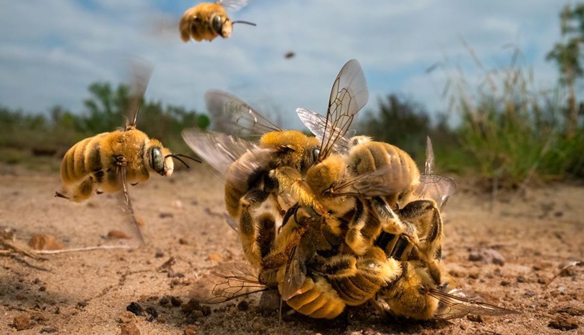 La fotografía de la estadounidense Karine Aigner muestra a un grupo de abejas compitiendo para aparearse.