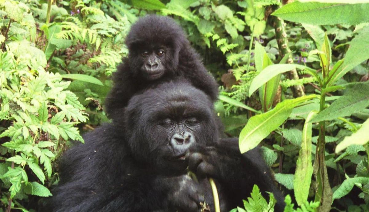 Los gorilas de montaña tienen una asimetría facial significativa. Los gorilas de montaña tienen una asimetría facial significativa.