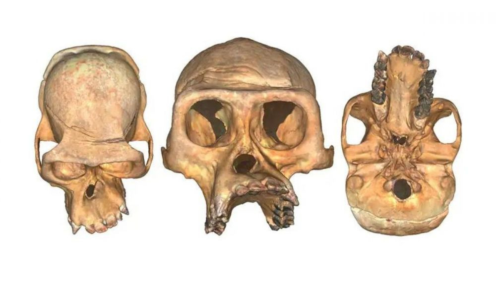 Un ejemplo extremo de asimetría facial en el cráneo de un gorila de montaña Virunga hembra. Un ejemplo extremo de asimetría facial en el cráneo de un gorila de montaña Virunga hembra.