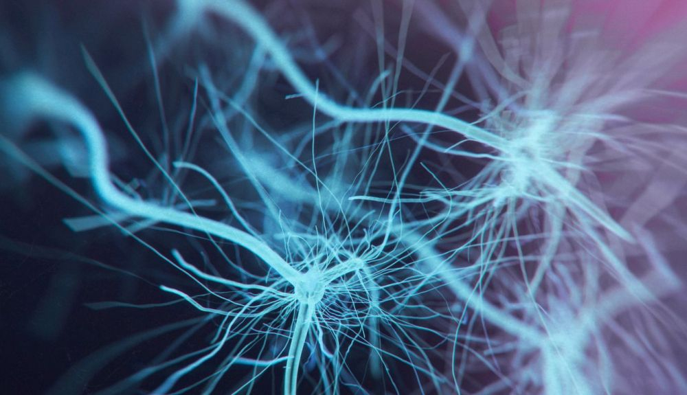 Algunas regiones del cerebro tienen capacidad para generar neuronas. Algunas regiones del cerebro tienen capacidad para generar neuronas.