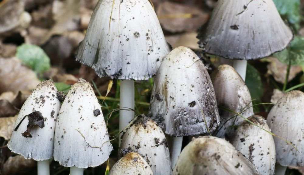Si se mezcla Coprinus atramentarius con alcohol, nuestro cuerpo puede sufrir graves consecuencias. Si se mezcla Coprinus atramentarius con alcohol, nuestro cuerpo puede sufrir graves consecuencias.