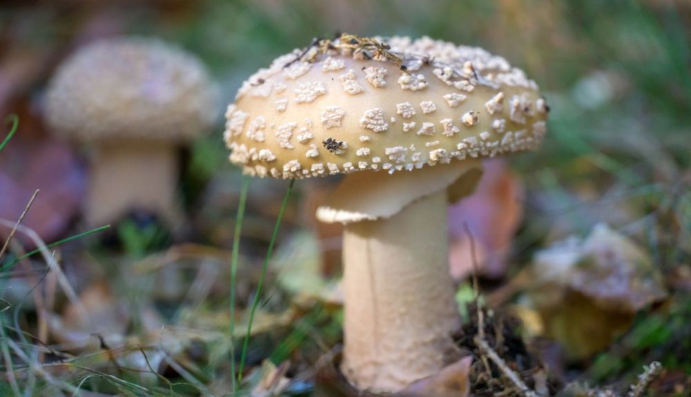 La Amanita rubescens en crudo puede provocar problemas de salud. La Amanita rubescens en crudo puede provocar problemas de salud.