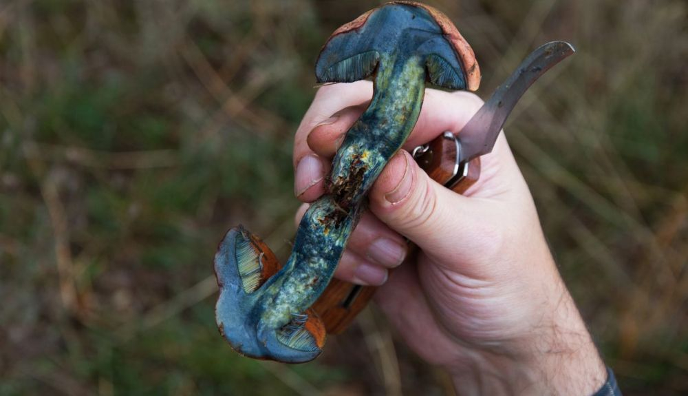 Al cortar o coger una Boletus erythropus, se pone azul. Al cortar o coger una Boletus erythropus, se pone azul.