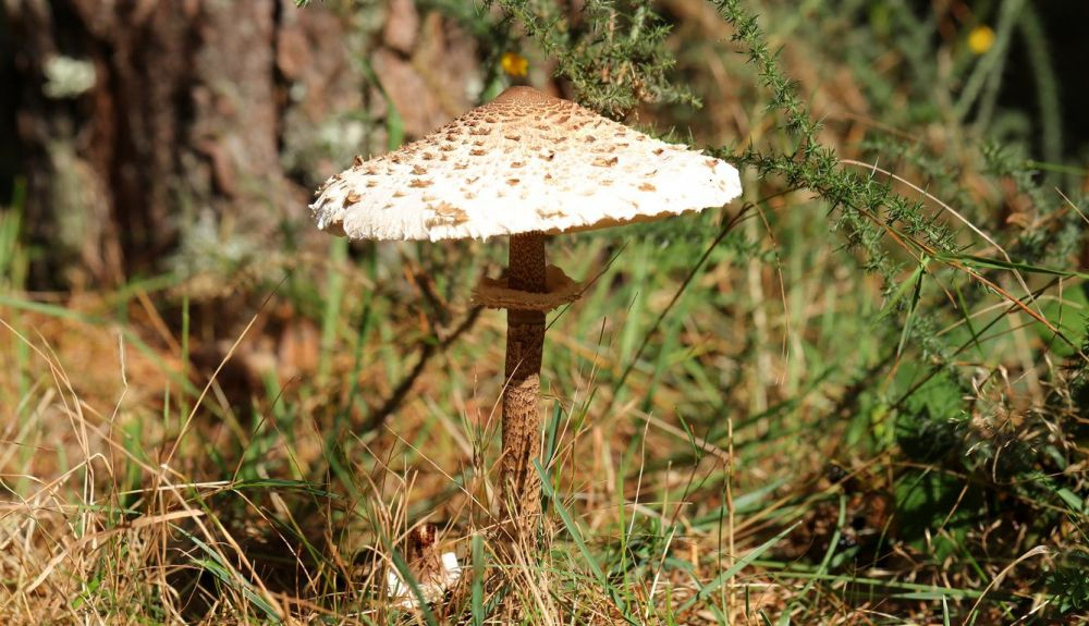 Al freír rebozada la Macrolepiota procera, su sabor es parecido al pescado. Al freír rebozada la Macrolepiota procera, su sabor es parecido al pescado.