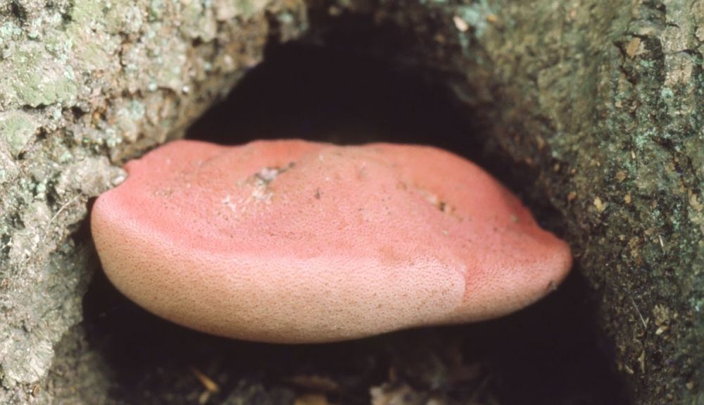 Con la seta Fistulina hepatica, se pueden elaborar postres. Con la seta Fistulina hepatica, se pueden elaborar postres.