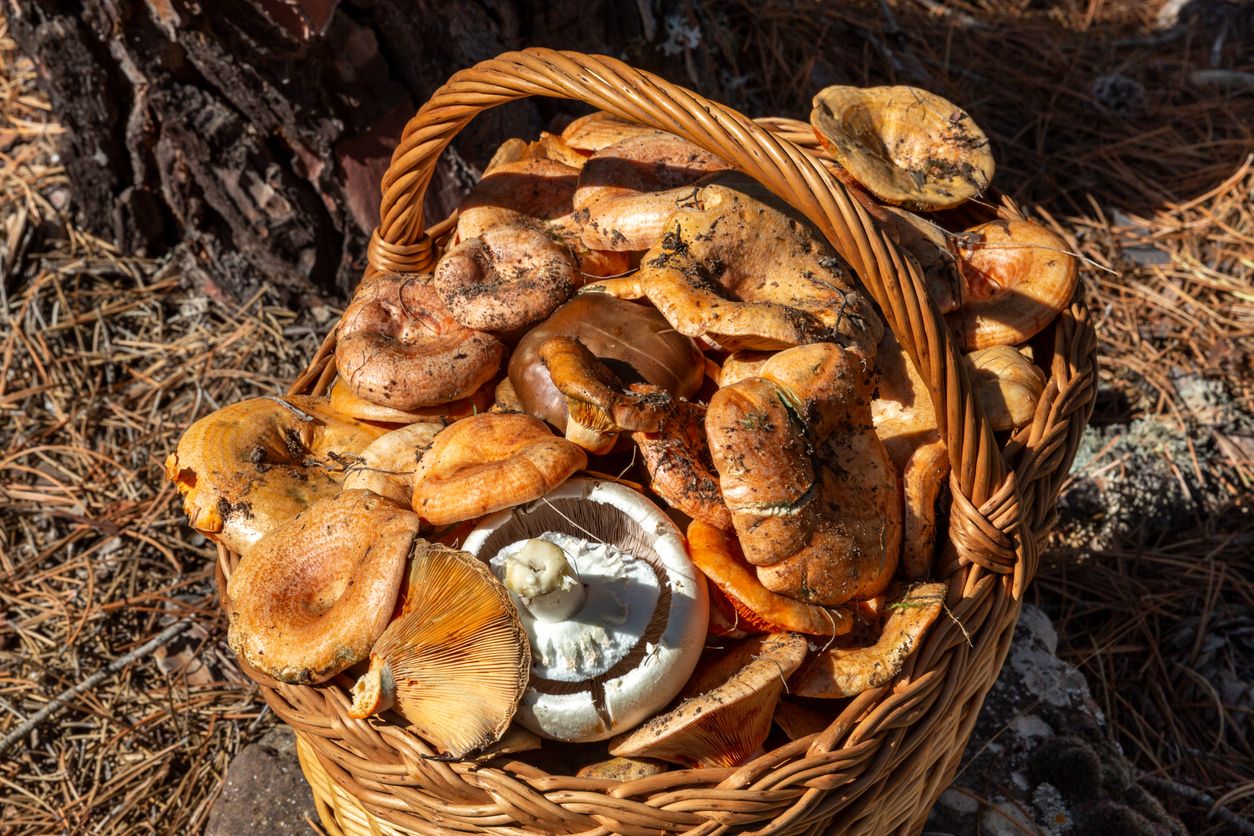 Una cesta llena de setas puede ocultar más disgustos que alegrías. Una cesta llena de setas puede ocultar más disgustos que alegrías.