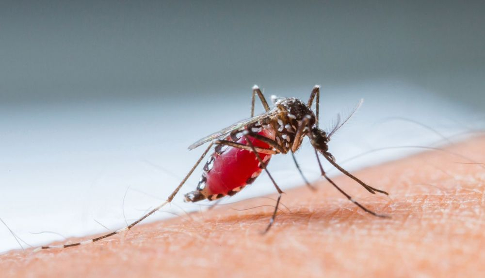 Con el cambio climático, se redistribuyen e incrementan las enfermedades transmitidas por mosquitos. Con el cambio climático, se redistribuyen e incrementan las enfermedades transmitidas por mosquitos.