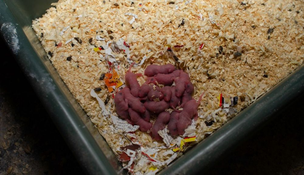 Ciento treinta ratones bebés fueron alimentados con rapamicina.