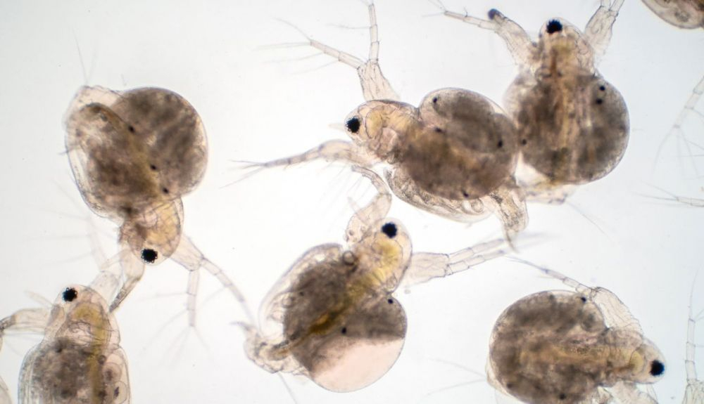 los investigadores también probaron el fármaco en un invertebrado marino llamado daphnia magna, con el que el fármaco tuvo un éxito antienvejecimiento similar.
