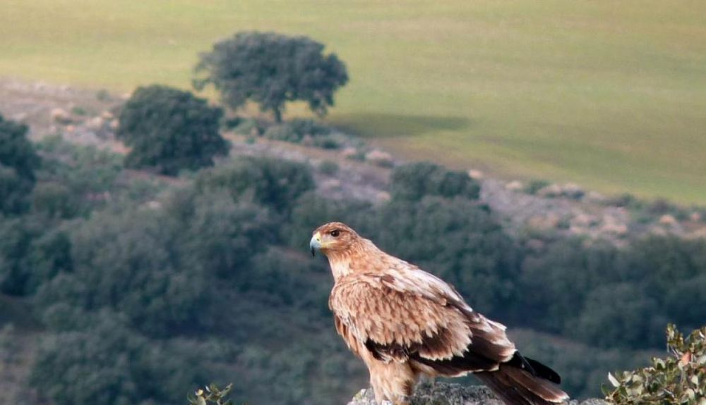 En Andalucía, se están realizando importantes actuaciones para la recuperación del águila imperial ibérica.