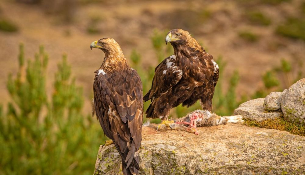 Un par de águilas imperiales españolas encaramadas en una roca con un conejo muerto como presa