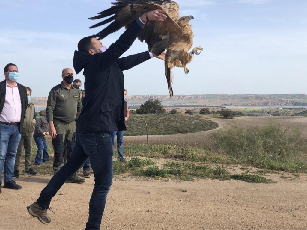 Reintroducción de un águila imperial ibérica en Andalucía.