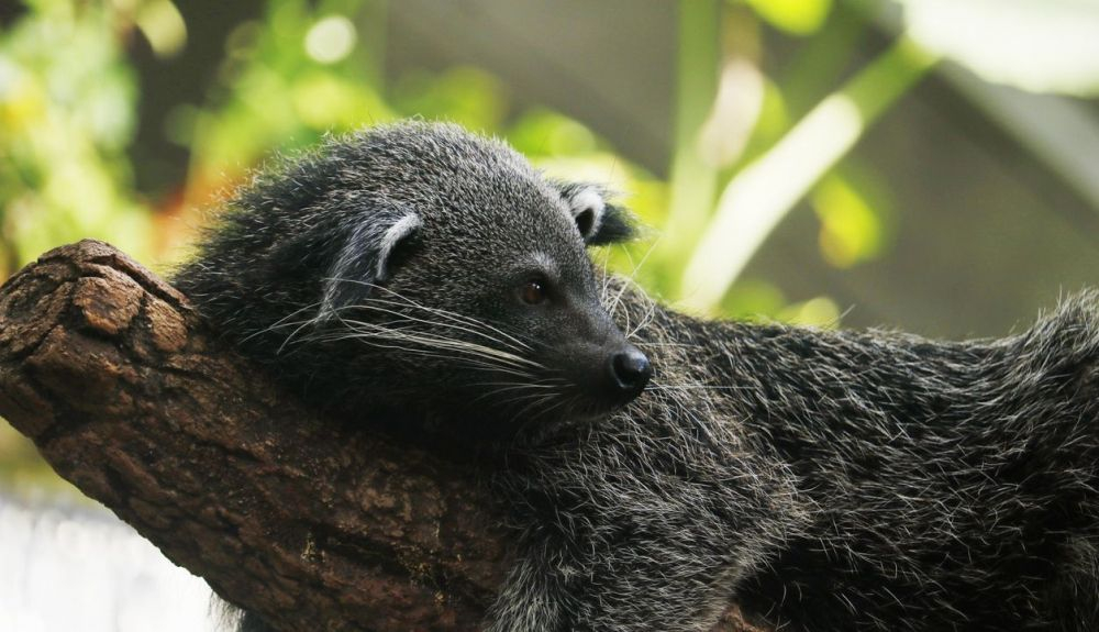 Ls civeta de la palma asiática es un animal que se parece a un cruce entre una zarigüeya, una marta y un gato doméstico. Ls civeta de la palma asiática es un animal que se parece a un cruce entre una zarigüeya, una marta y un gato doméstico.