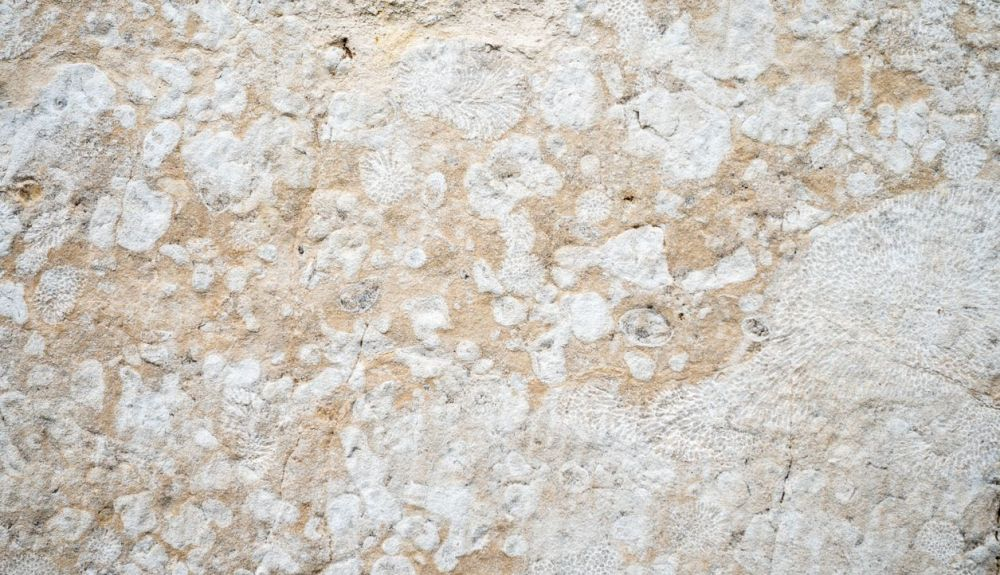 Bloque de piedra caliza con fósiles prehistóricos del Devónico Bloque de piedra caliza con fósiles prehistóricos del Devónico