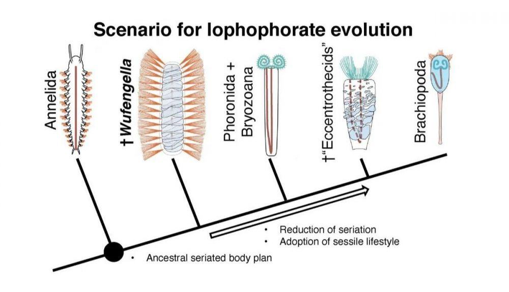 Posible escenario de la evolución de los lophophorates.