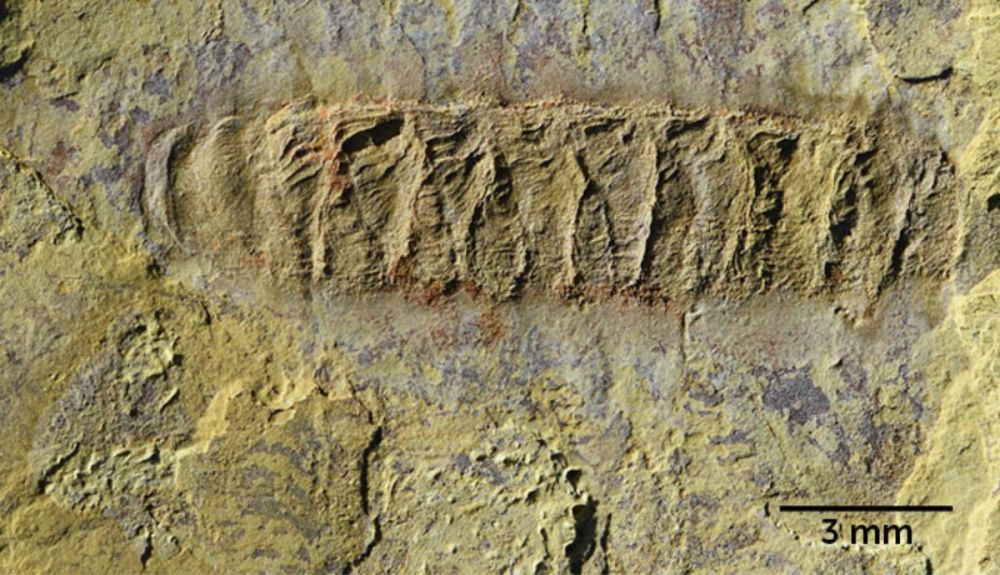 Este fósil de Wufengella, encontrado en China, tiene aproximadamente 520 millones de años