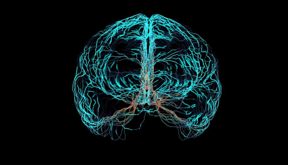 Tiene muchas vías neuronales que pueden replicar la función de otra. Tiene muchas vías neuronales que pueden replicar la función de otra.