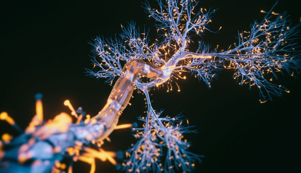 A medida que el cerebro crece, las neuronas individuales maduran. A medida que el cerebro crece, las neuronas individuales maduran.