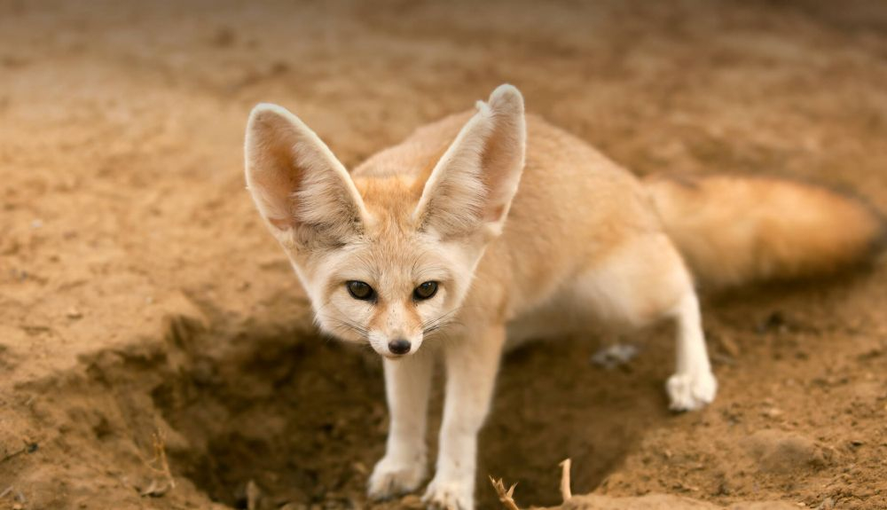 El zorro del desierto se caracteriza por ser muy pequeño. El zorro del desierto se caracteriza por ser muy pequeño.