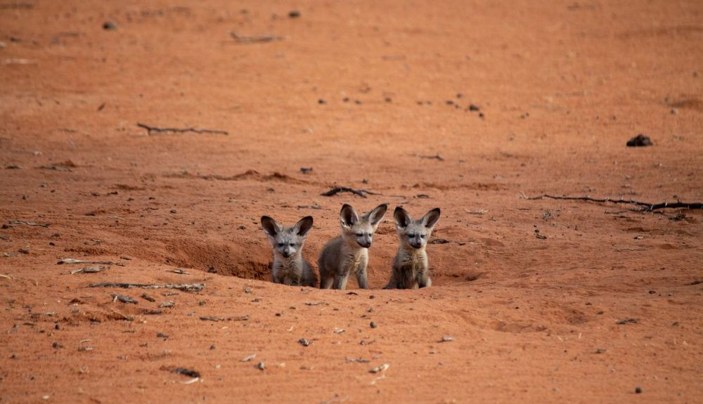 Una pareja de zorros del desierto produce una camada de dos a cinco cachorros por año. Una pareja de zorros del desierto produce una camada de dos a cinco cachorros por año.