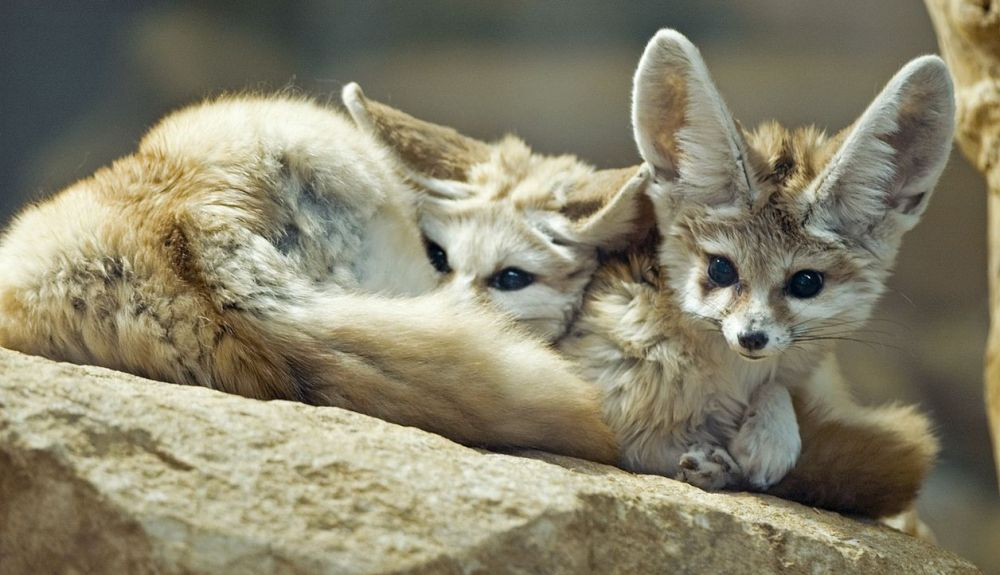 Estos animales son extremadamente protectores con sus clanes. Estos animales son extremadamente protectores con sus clanes.