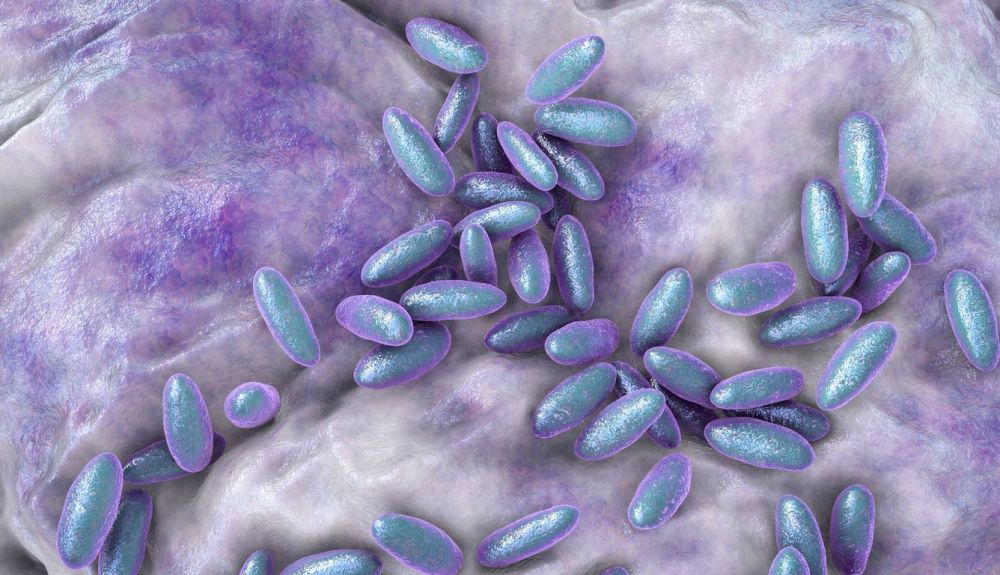 Bacterias de la peste negra. Bacterias de la peste negra.