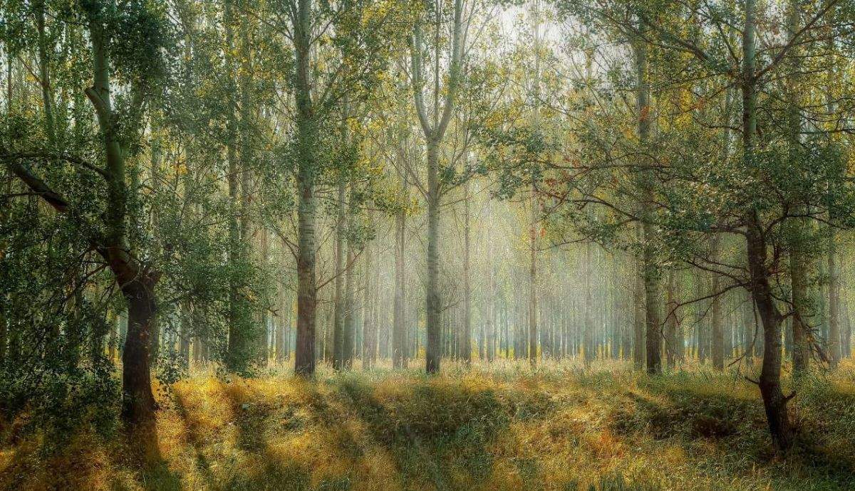 En un contexto de cambio climático, resulta esencial comprender cómo los árboles y las plantas se adaptan a estas situaciones ambientales desfavorables.