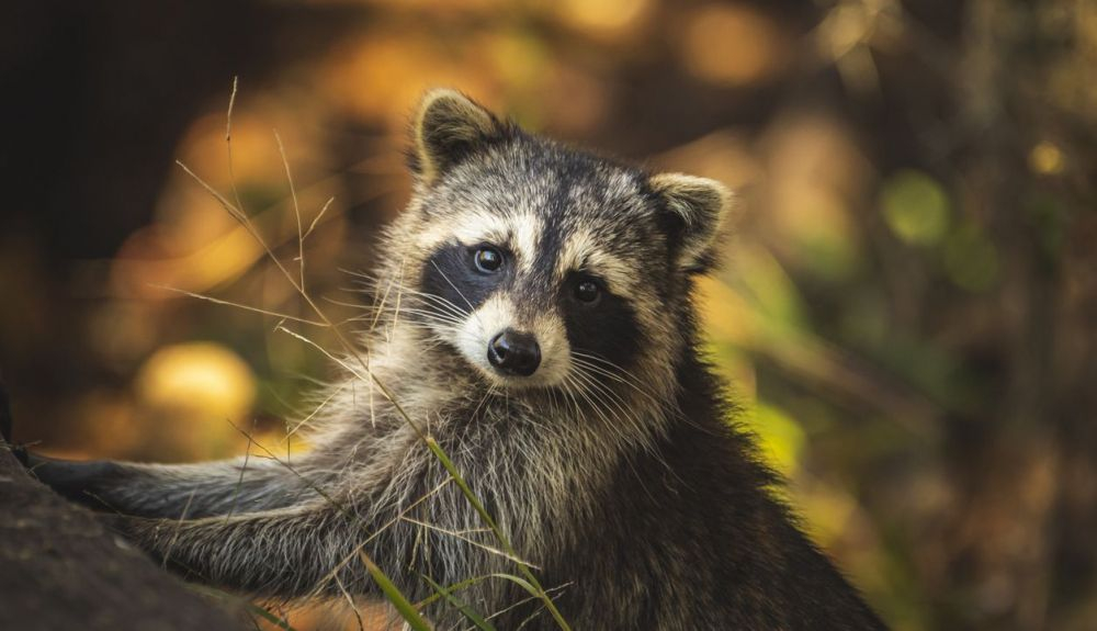 Se aconseja estar alerta ante cualquier aparición de ejemplares de esta especie invasora.