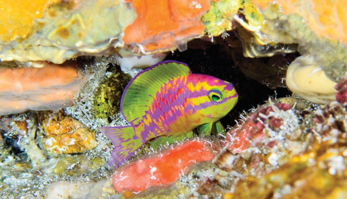 Tosanoides aphrodite es la única especie de su clase que vive en el Océano Atlántico.